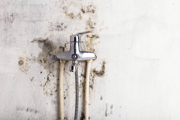 Best Same-Day Mold Removal  in Tarrant, AL