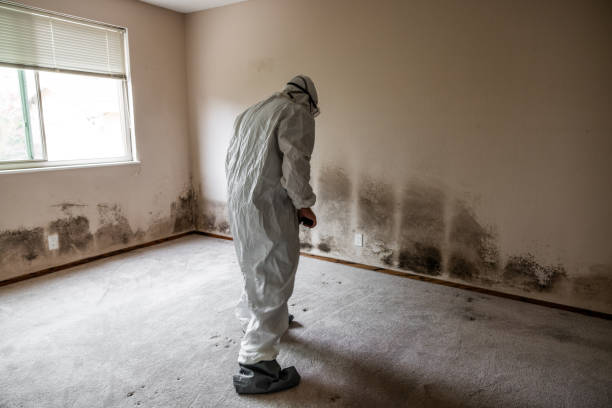 Best Toxic Mold Removal  in Tarrant, AL