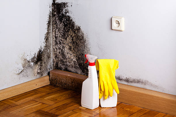 Attic Mold Removal in Tarrant, AL